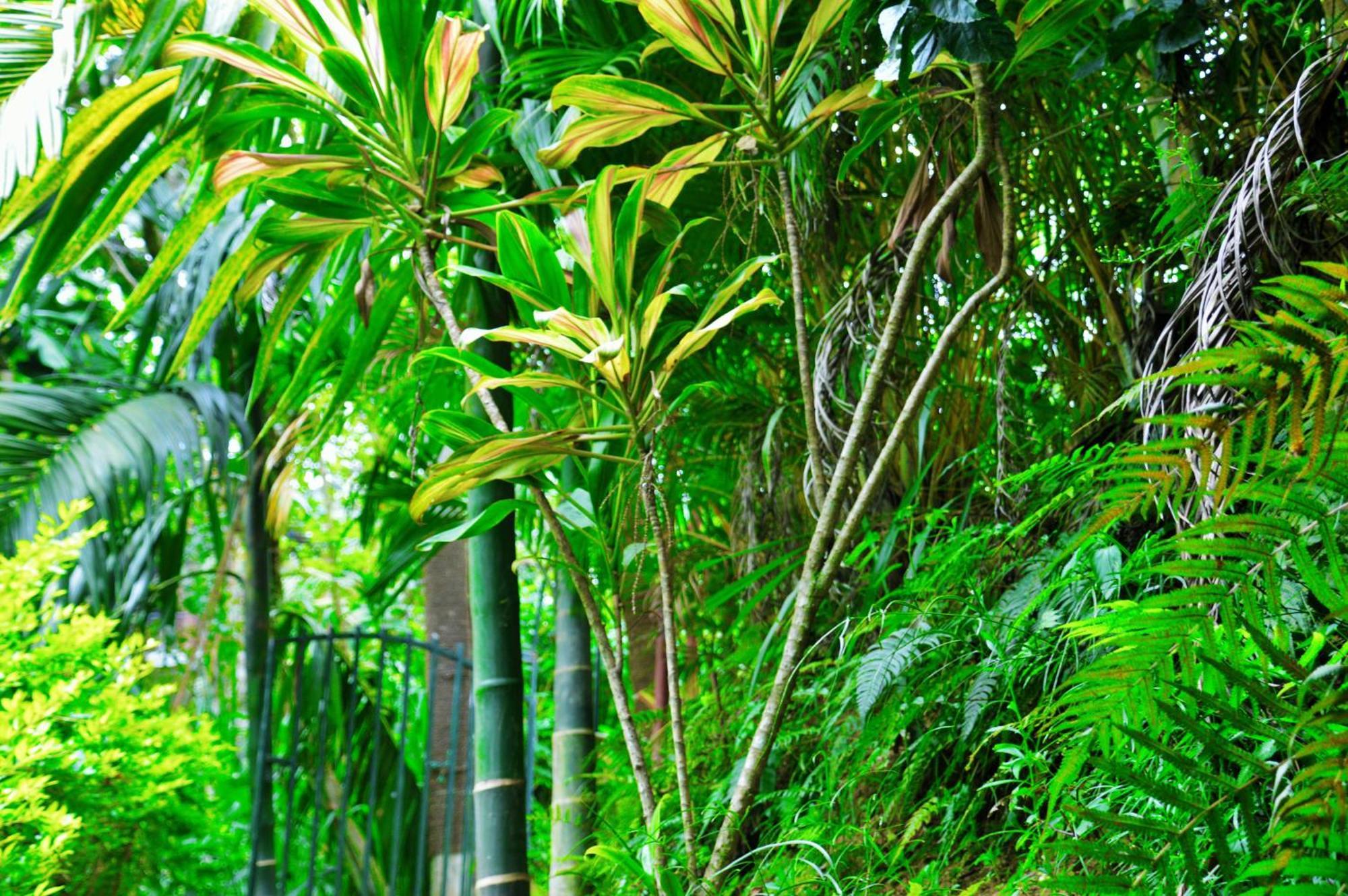Green Cottage Ella Exterior foto